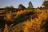 Ginsterblte Naturfoto gelbe Wildblumenlandschaft Lneburgerheide