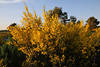 1800703_Ginster gelbblhende Wildblumen