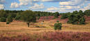 LneburgerHeide-Panorama WanderPaar Naturblte Landschaft Banner 130x60 Fotoleinwand