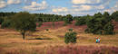 LneburgerHeide Walker Naturblte-Panorama Landschaft-Bild 130x60 Banner Ausflug