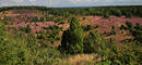 Heidepanorama Totengrund Hgel blhende Landschaft lila Heideblte Naturfotografie 130x60 Banner