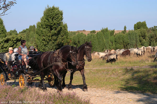 Kutsche Karre mit Touristen Fahrt durch Heide weidende Schafe, Heidschnucken-Herde