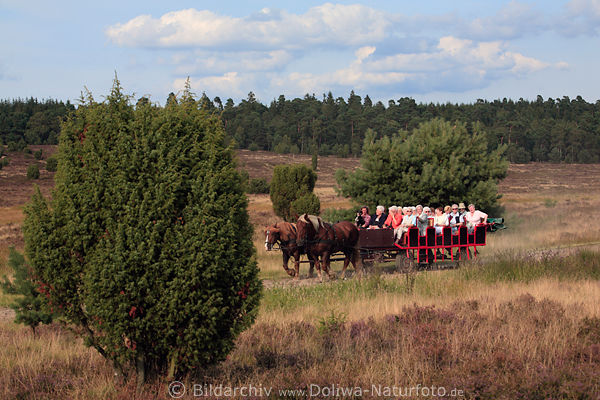 Pferdekutsche in Fahrt durch Heide Wanderweg im Naturschutzgebiet