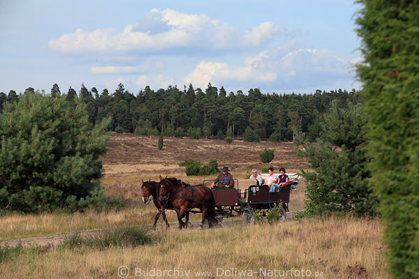 Pferdekutsche in Heidelandschaft Bild kutschiert Touristen zwischen Wacholder Heideweg