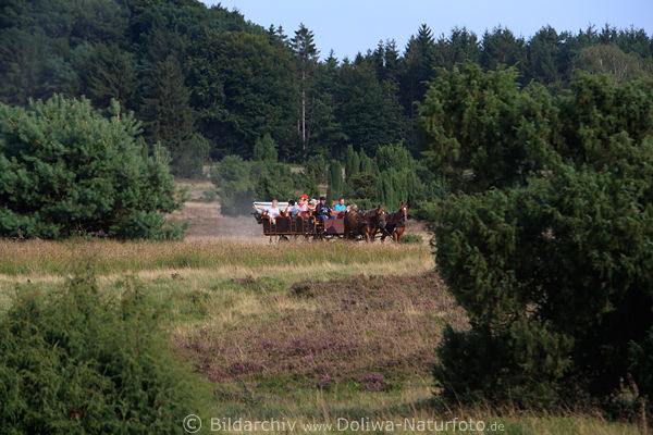 Pferde Kutschenwagen bei Heideblte mit Touristen in Wacholder Landschaft kutschieren