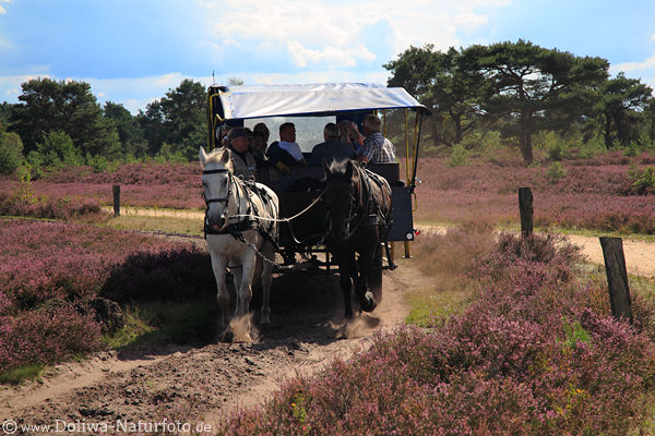 Pferde Kutschfahrt in Heidelandschaft Schneverdingen-Moor, violett blhende Natur Foto schner Urlaub