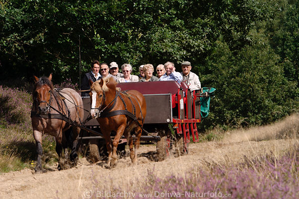 Pferdekutsche Senioren an Bord Foto Kutschfahrt am Waldesrand bei Schneverdingen