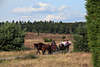 808334_ Kleine Pferdekutsche mit Touristen in Wacholder & Heidelandschaft Bild kutschieren auf Heideweg