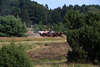 808338_ Pferde Kutschenwagen bei Heideblte mit Touristen in Wacholder Landschaft Bild kutschieren