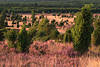 Heideblüte Wacholder Blick vom Wilseder Berg nach Nord-West