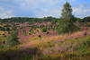 1205310_Heidelandschaft Talpanorama in Blte Naturbild am Totengrund lila blhende Erika Wald grne Bume Fotos