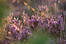 Blhende Erika violett lila Heideblte Naturfoto