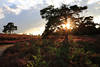 201343 Heidebild bei Sonnenuntergang Lichtstern im Baum lila Erikablüte Naturfoto Abendstimmung Romantik
