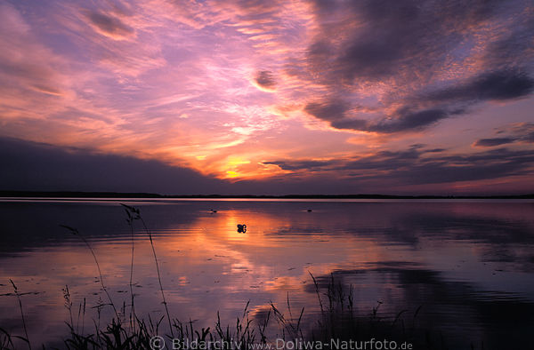 Masuren rosarote Niegocin Seelandschaft Naturbild am Wasser nach Sonnenuntergang nah Kleszczewo
