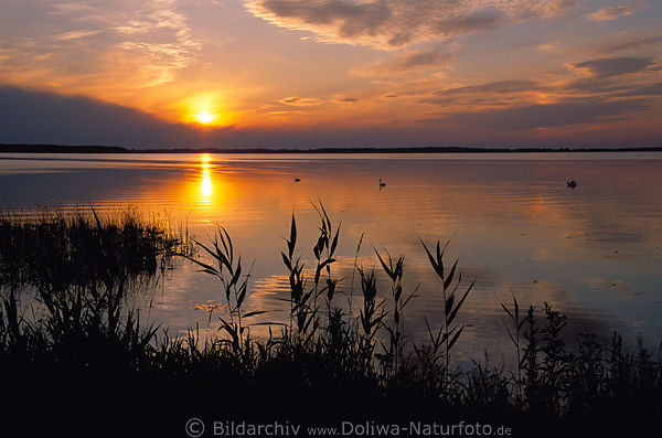 Masuren See-Landschaft Sonnenuntergang Panorama ber stilles Wasser Schilf Ufer Vgel Weitblick bei Eisenwerk Kolonie Ruda Mazury wodny krajobraz 