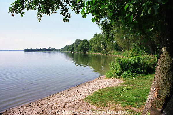 Fuleda Strand gegenber Doba am Dobskie See Ufer Baum am Fuleda Zipfel Masuren Halbinsel