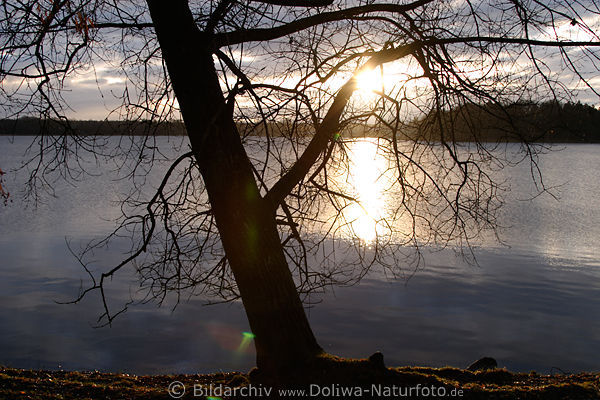 Salpia Krsten See Uferbaum Sonnenaufgang in Masuren Landschaft Prazmowo Mazury Legiener See Jagodne