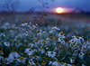 Masuren Margeriten Sonnenuntergang Romantik Foto weiss-gelb Blumenblüte Leucanthemum vulgare