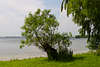 Fuleda Zipfel Masuren Halbinsel grüne Natur Bäume am Ufer von Dobskie See Foto gegenüber Doba