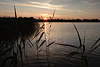 Sonnenuntergang über Schilf stille Wasser Gräser Masuren weiter Horizont MartinshagenerSee