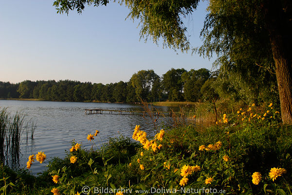Klschwen Brassendorf Wildblumen Wasserufer Hessen-See in Masuren Naturfoto