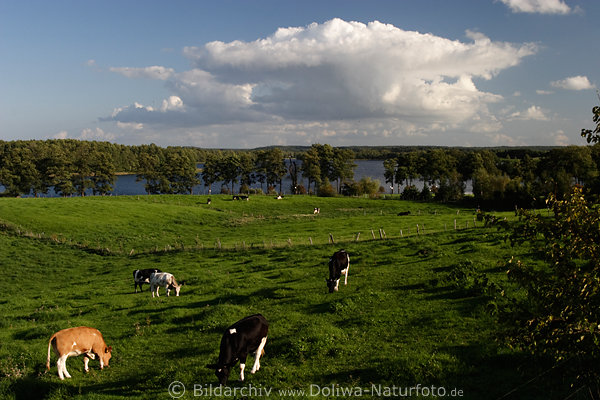 Masuren Grünwiese Kühe in Lichtstimmung vor Martinshagener See unter Wolke Kuhweide Mazury krowy laki krajobraz nad woda jezioro