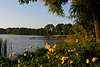 Klöschöwen Brassendorf Wildblumen Wasserufer Hessen-See in Masuren Naturfoto