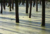 Sumpflicht Baumstmme Schatten in Sumpfwasser Masuren Landschaft Fotokunst