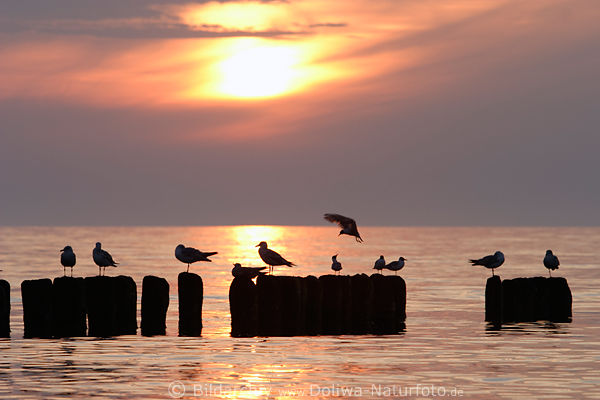 Ostsee-Sonnenuntergang ber Wasserpfahle mit Mwen vor Seehorizont in Gegenlicht