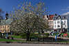 Swinemünde Baumblüte Frühlingsfoto Rathaus Swinoujscie Frühjahr Grünflächen