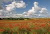 Mohnlandschaft Masuren rote Blumenfelder Naturbild unter Stimmungswolken Mazury maki krajobraz