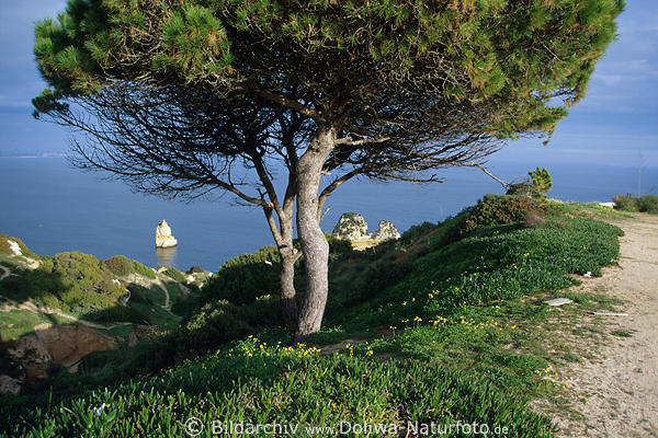 Algarve Kste Praia da Pinhao Uferpfade Pinien Foto Fels im Meer Wasser unweit Lagos