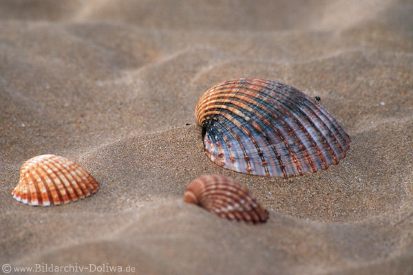 Muscheln in Sand Algarve Meerstrand von Lagos
