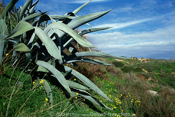 Riesenkakteen Sekkulenten wilde Opuntie Riesenkaktus Foto Algarve-Kste-Wildpflanze