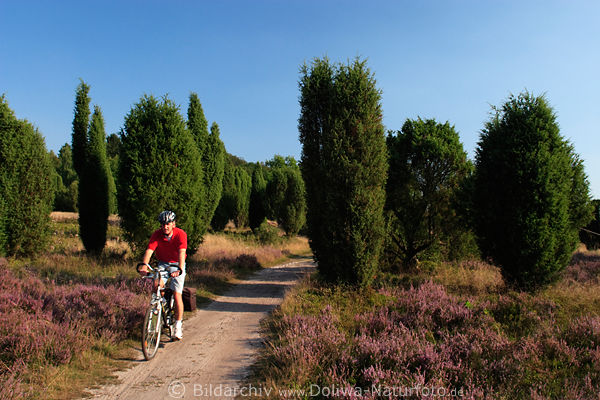 Radfahrer Naturbild in Wacholder-Heide radeln