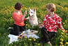 Girls-Picknick in Gelbwiese Blumenfeld Paar um Hund Rotkleid