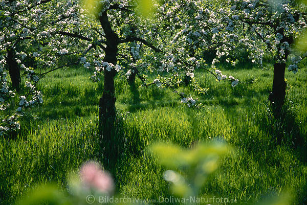 Apfelbäume Frühlingsblüte frisches Grüngras unter Obstbaumblüte