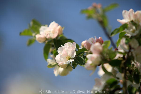 Jablon rzano-biale kwiecie wiosny