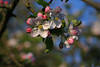 Apfelblte Makrobild Grofoto weiss-rosa blhen am Obstbaum weich verwischt