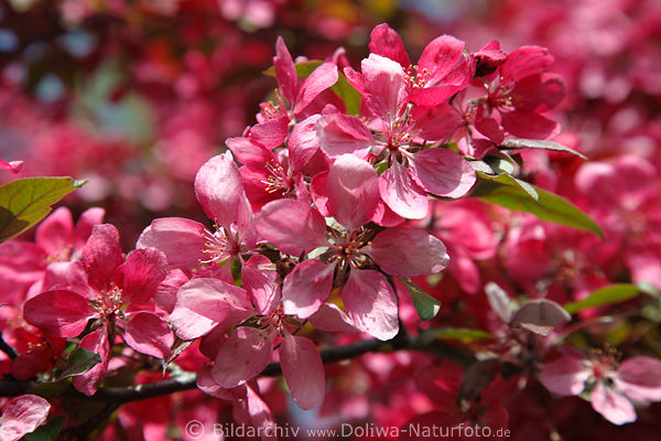 Apfelblte-Zweig rosarot Obstbaum Frhlingsblte Hintergrund