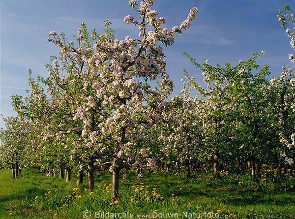 Apfelplantage Frhlingsblte Bild weissblhende Apfelbume in Grngras Gelbblmchen