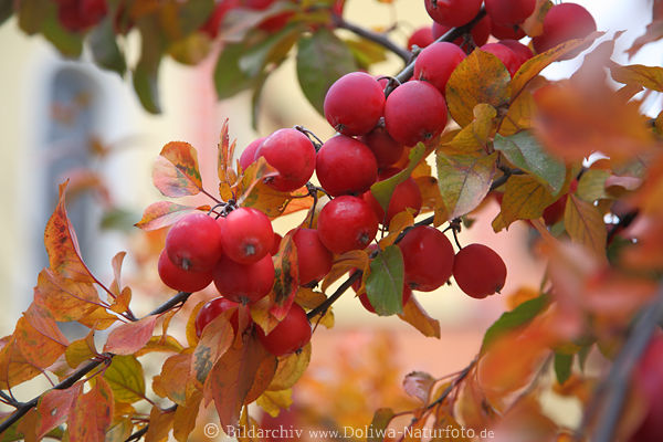 Zierapfel rote Rundfrchte dicht am Herbstbltterzweig 1508178 Kleinpfel-Foto