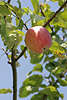 Apfel rot Obst unter Blätter am Himmel, Apfelfrucht am Apfelbaum, Bioapfel aus heimischem Obstgarten