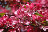Apfelblüte Bild rosarot Blütenpracht am Zweig Obstbaum Frühlingsblüte Fotografie