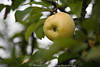 1103172_Apfel Foto gelbe Frucht Bioobst Bild in Grünblätter reifen am Obstbaumzweig  wachsen