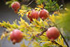 Granatapfel Bilder Punischer Apfel rote Früchte Granatbaum (Punica granatum) Fotoarchiv