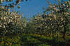 Apfelplantage blühende Apfelbäume über Gelbblumen Frühlingsblüte in Grüngras