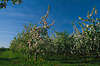 Apfelplantage-Foto Obstbaumblüte Frühlingsbild blühende Apfelbäume am Blauhimmel Hintergrund