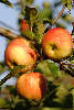 Äpfelzweig Früchte gold-rot Apfeldreier