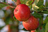 509952_ Äpfel Foto: Malus rotes Obstpaar am Baumzweig hängen, Obstbaum reife Frucht in Apfelerntezeit